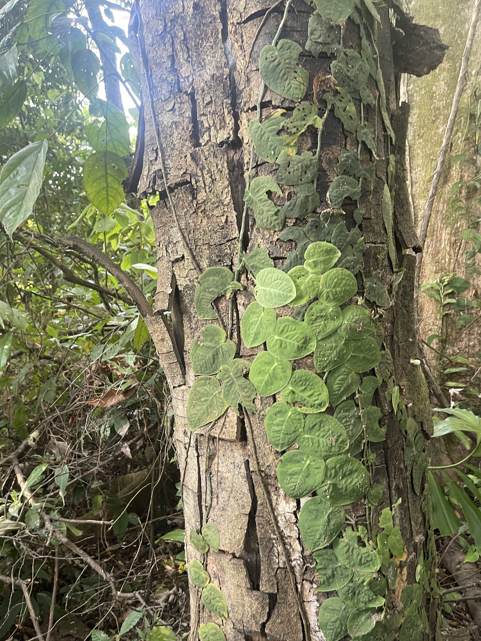 Imagem de Shingle plant