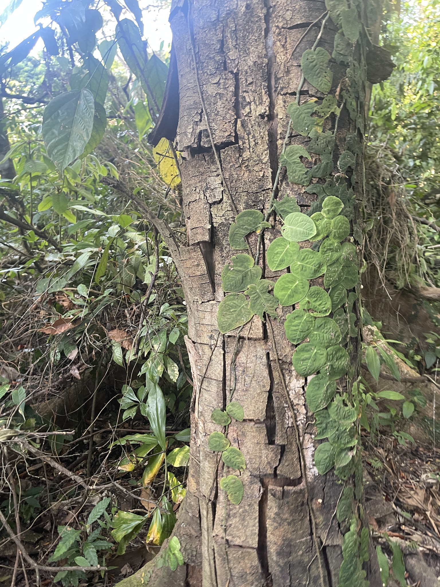 Imagem de Shingle plant