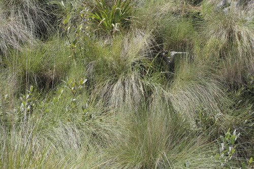 Image of Muhlenbergia macroura by (c) Juan Cruzado Cortés, some rights reserved (CC BY-SA)