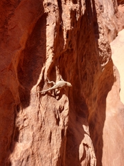 Urosaurus ornatus wrighti