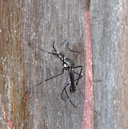 Toxorhynchites brevipalpis observed 2025-01-23