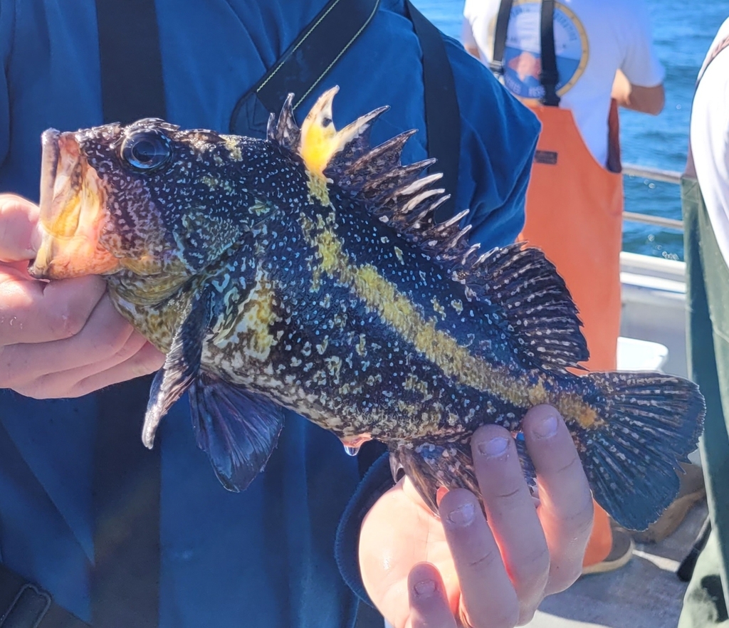 china rockfish