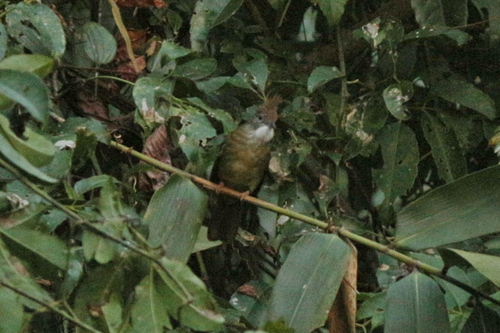 Puff-throated Bulbul (Alophoixus pallidus), photo 3