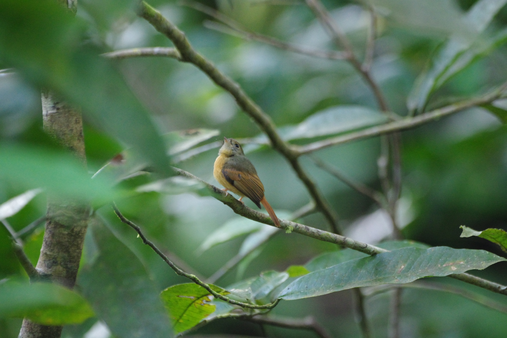 Ruddy-tailed Flycatcher (Terenotriccus erythrurus), photo 5