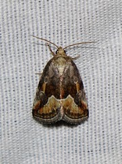 Deltote bellicula