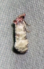Platphalonidia lavana
