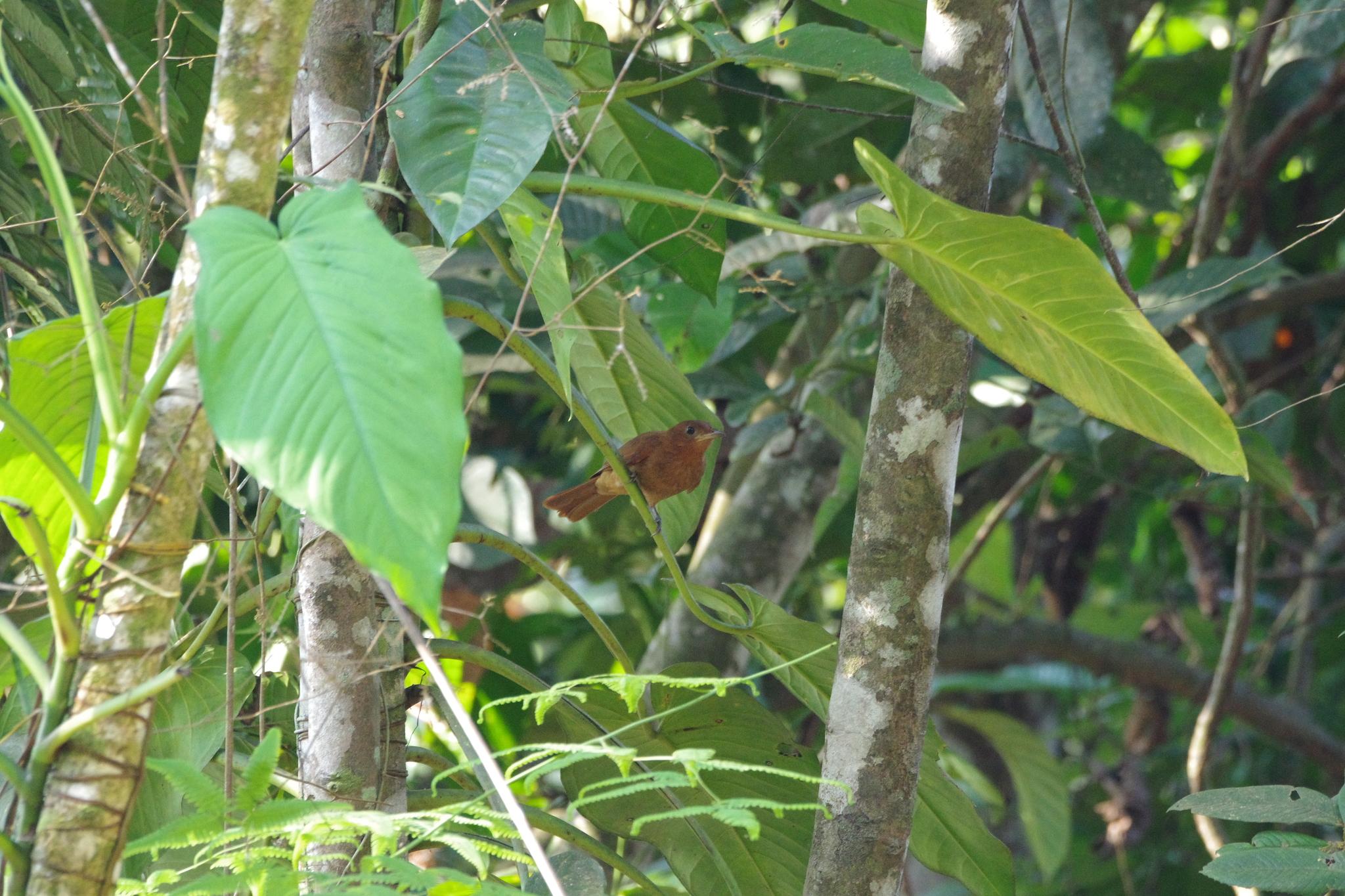 Rufous Piha (Lipaugus unirufus), photo 3