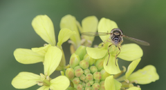 Allograpta hortensis