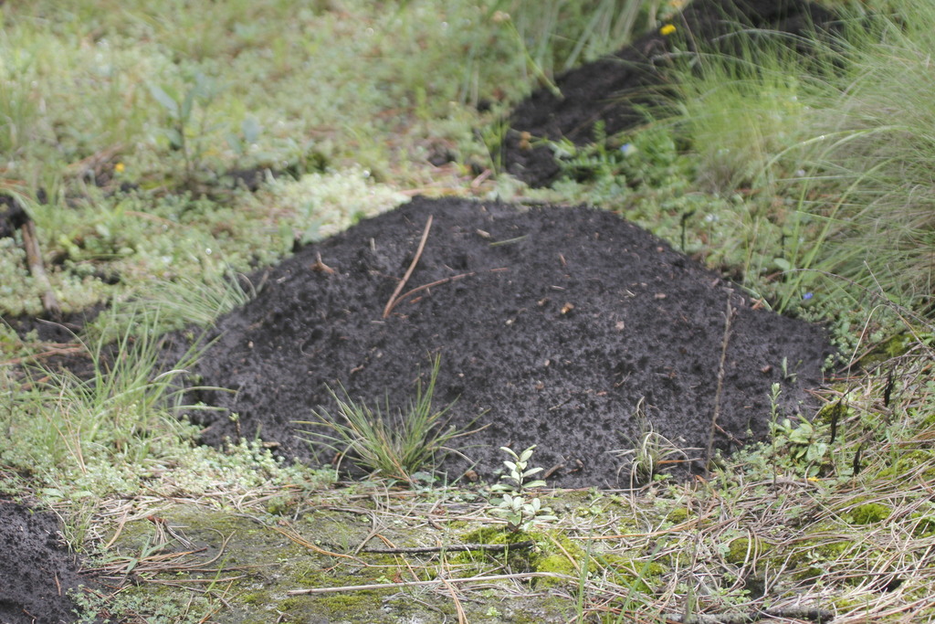 Merriam’s Pocket Gopher