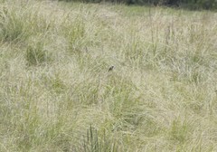Xenospiza baileyi