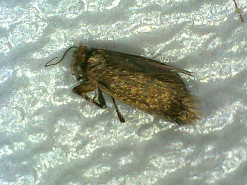 Echmepteryx hageni photo 4