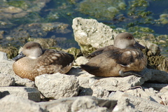 Lophonetta specularioides