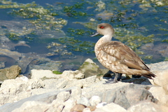 Lophonetta specularioides