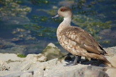 Lophonetta specularioides