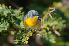 Setophaga pitiayumi insularis