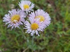 Erigeron glabellus pubescens