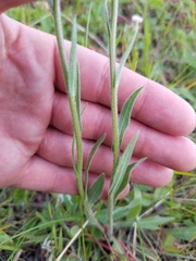 Erigeron glabellus pubescens