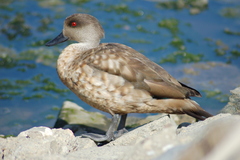 Lophonetta specularioides