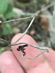 Hadrokolos texanus