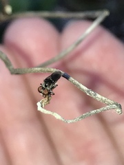 Hadrokolos texanus