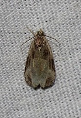 Olethreutes punctanum