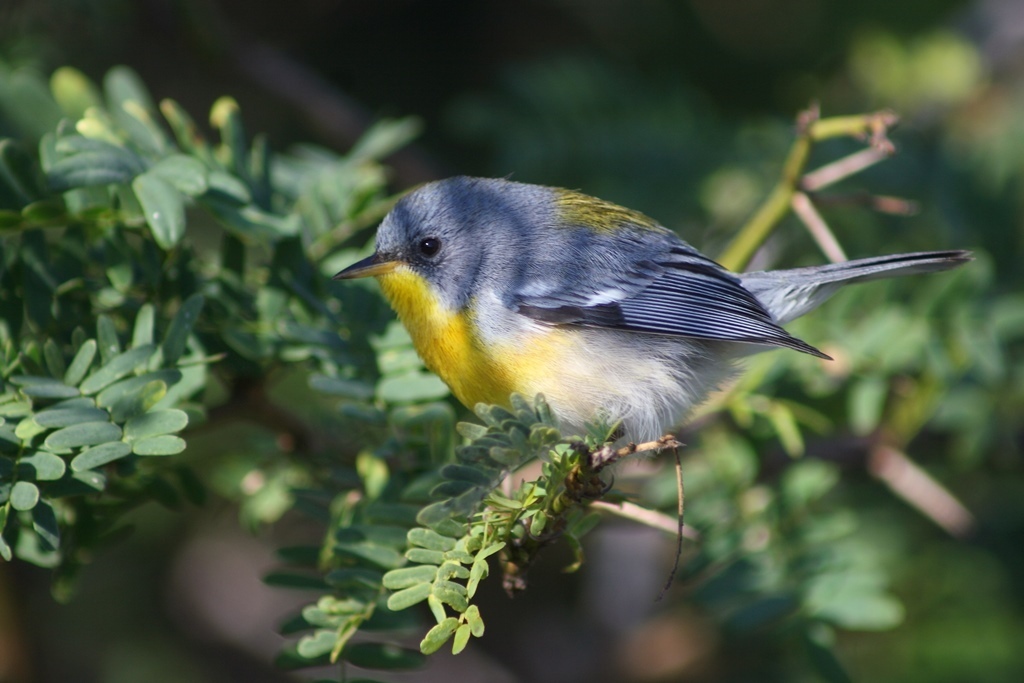Tropical Parula