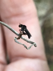 Hadrokolos texanus