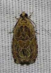 Olethreutes permundana