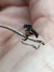 Hadrokolos texanus