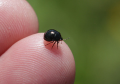 Coptosoma scutellatum