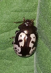 Calligrapha intermedia