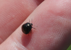 Coptosoma scutellatum