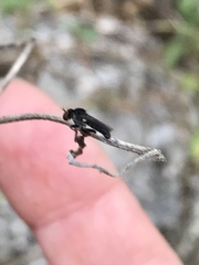 Hadrokolos texanus