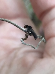 Hadrokolos texanus