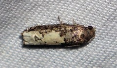 Epiblema dorsisuffusana