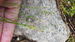 Eleocharis nitida