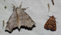 Perigea xanthioides