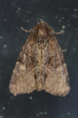 Phosphila turbulenta