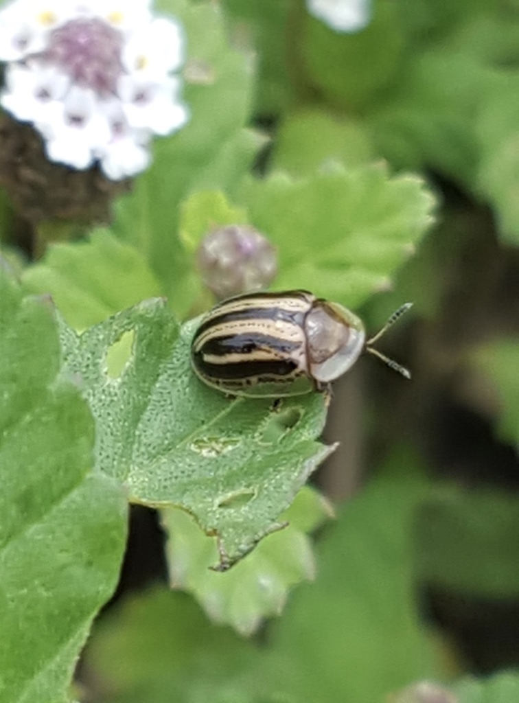 Agroiconota