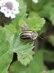 Agroiconota bivittata