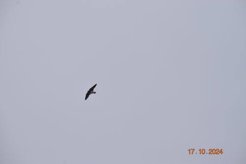 Chestnut-collared Swallow (Petrochelidon rufocollaris), photo 10