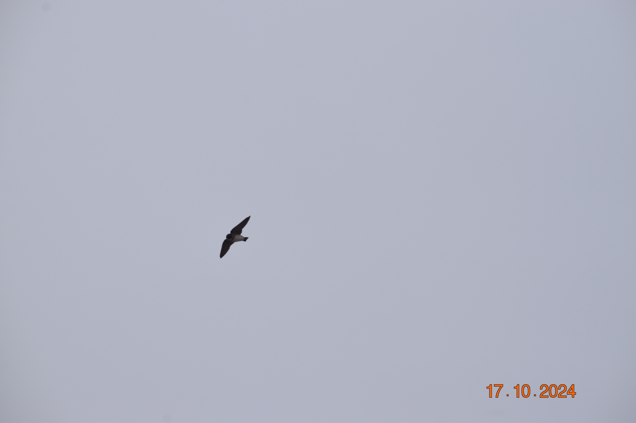 Chestnut-collared Swallow (Petrochelidon rufocollaris), photo 5