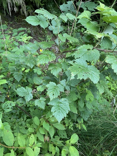Rubus mesogaeus iNat (2)