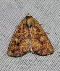 Perigea xanthioides