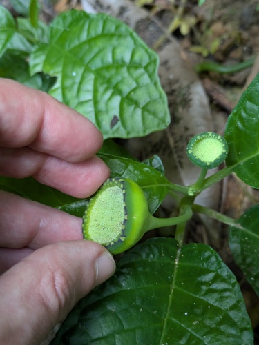 Dorstenia choconiana