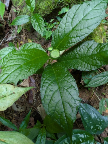 Dorstenia choconiana