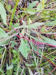 Erigeron glabellus pubescens