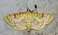 Polygrammodes flavidalis