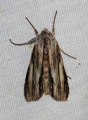 Cucullia convexipennis