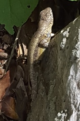 Sceloporus nelsoni